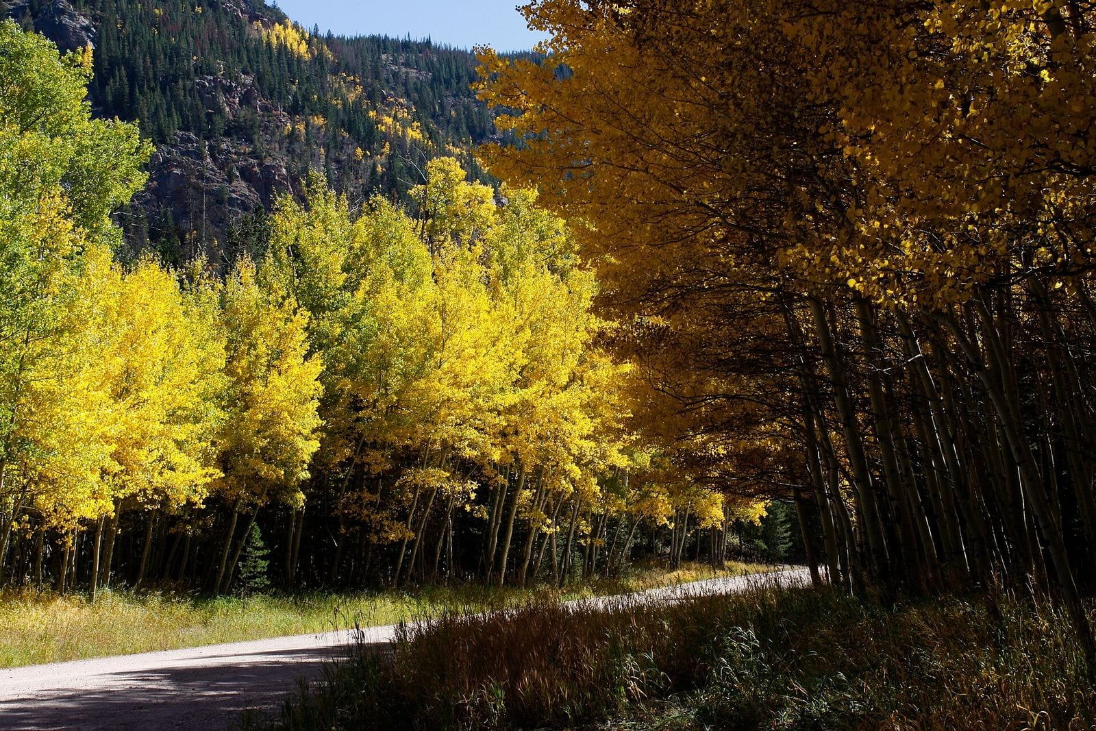 A long communal dining table set among aspens on Beaver Creek Mountain at golden hour