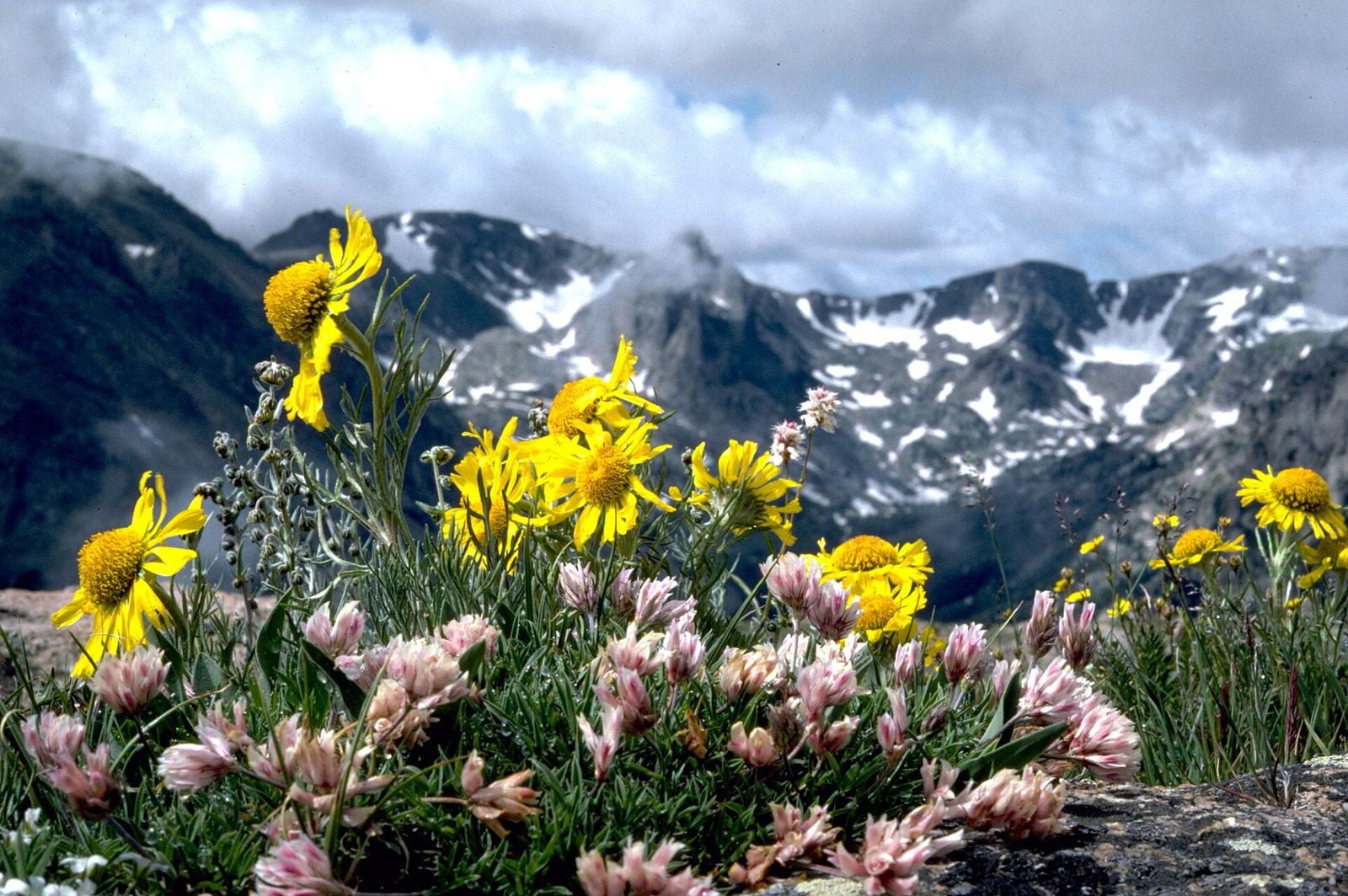 Alpine wildflowers in full bloom across a Breckenridge mountain meadow